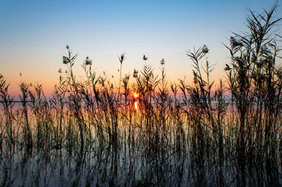 Visita La Albufera: La Flora