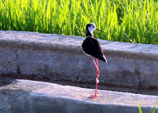 Visita La Albufera: Los Pájaros Visita La Albufera: Los Pájaros