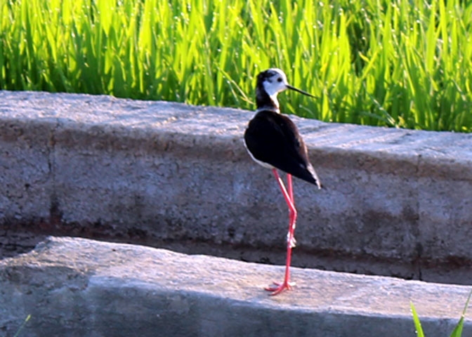 Visita La Albufera: Los Pájaros